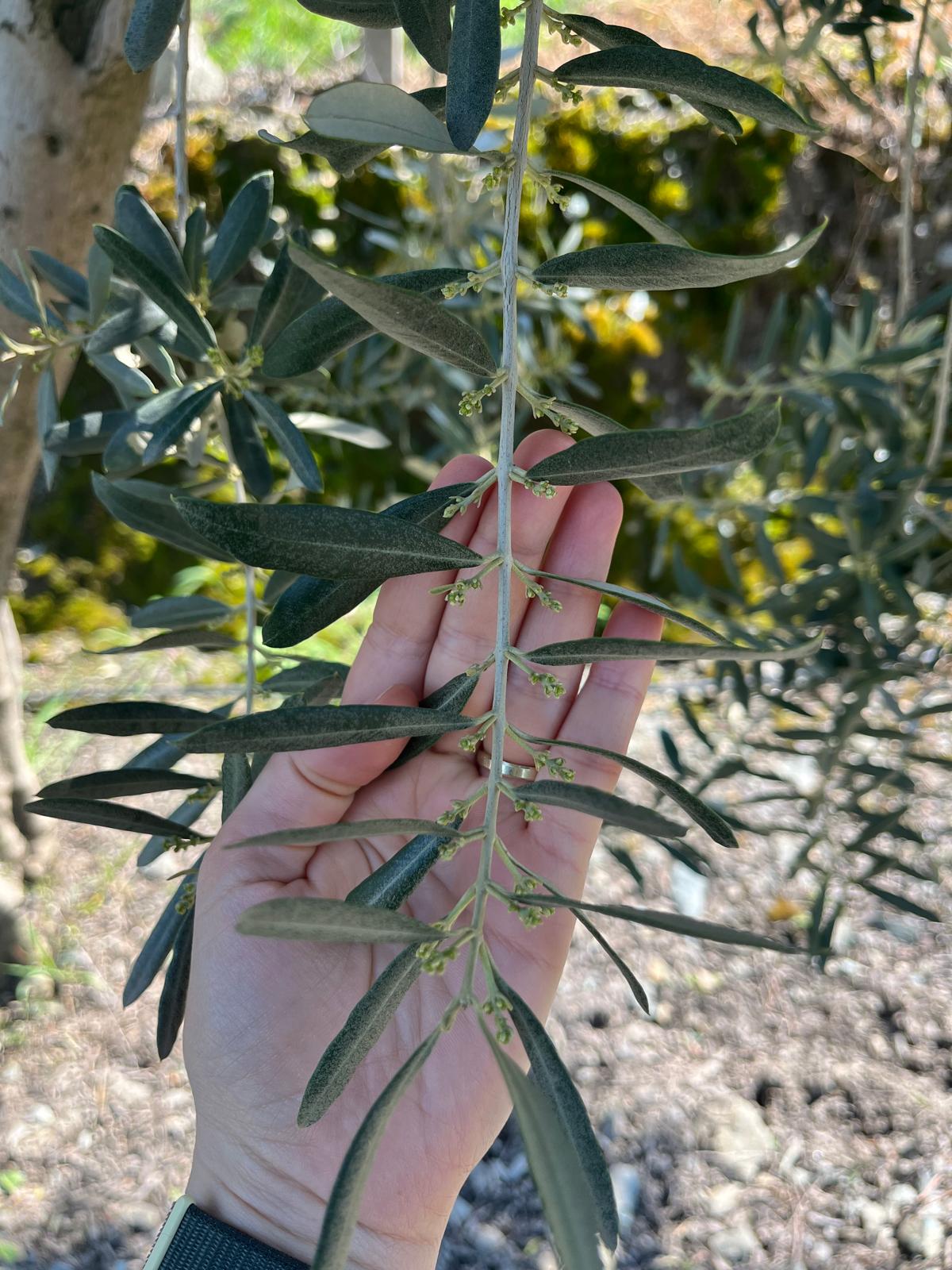 Zeytinler Zincire Geldi