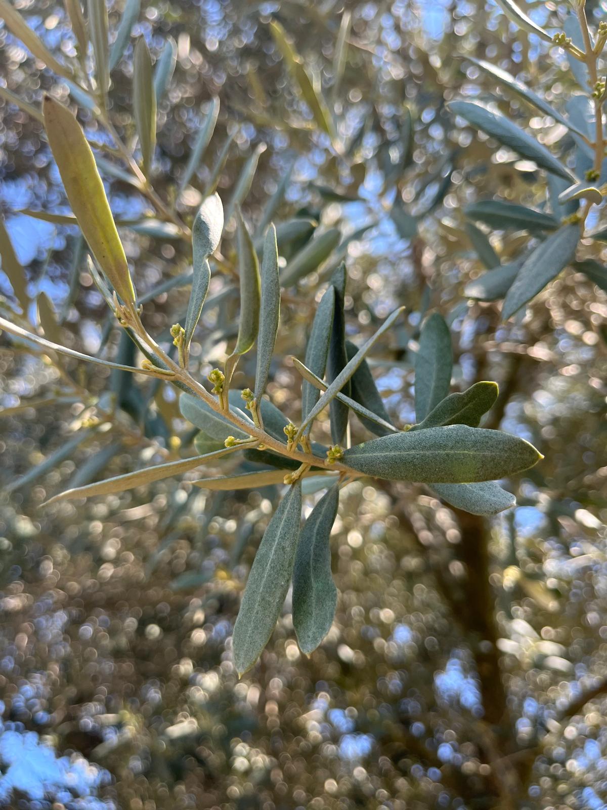 Zeytinler Zincire Geldi