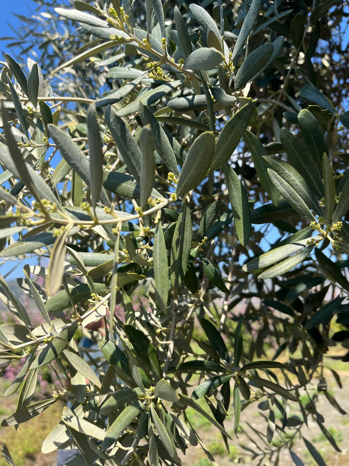 Zeytinler Zincire Geldi