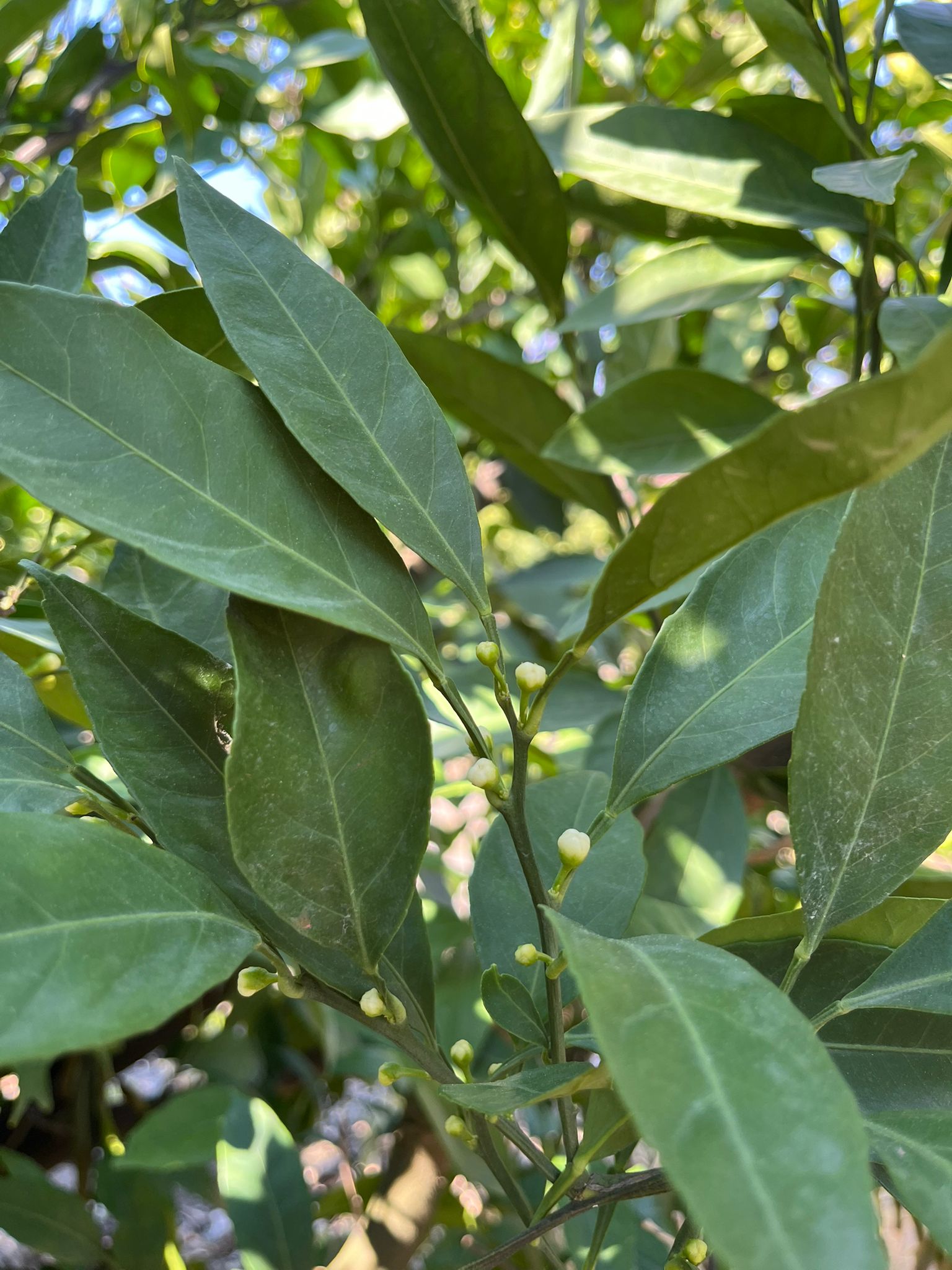 Mandalinalar çiçek tomurcuklarını gösterdi.