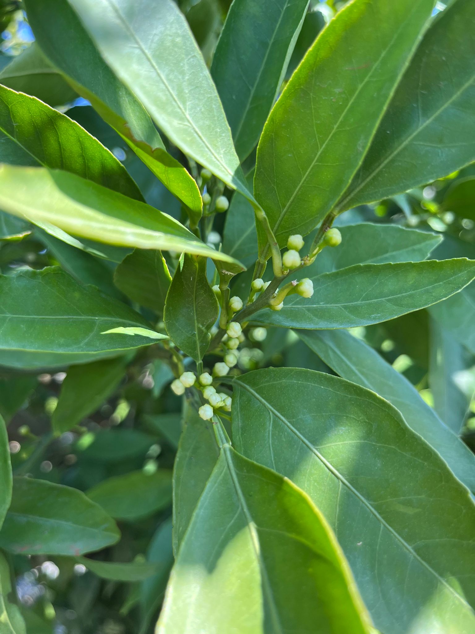 Mandalinalar çiçek tomurcuklarını gösterdi.