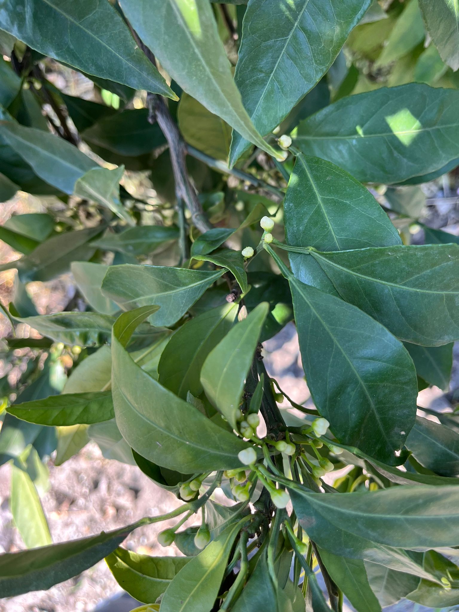 Mandalinalar çiçek tomurcuklarını gösterdi.