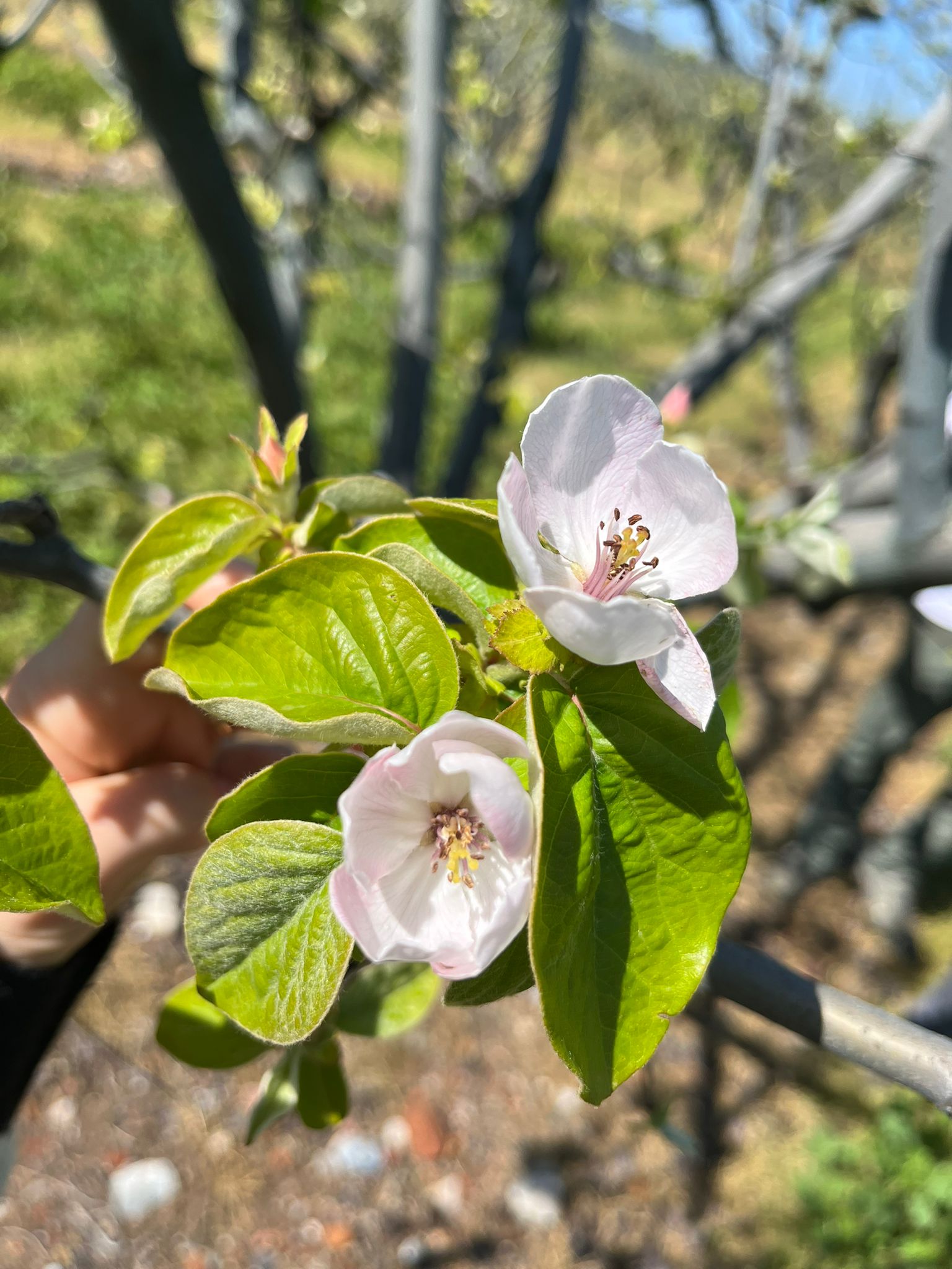 Ayva çiçek açtı yaz geliyor