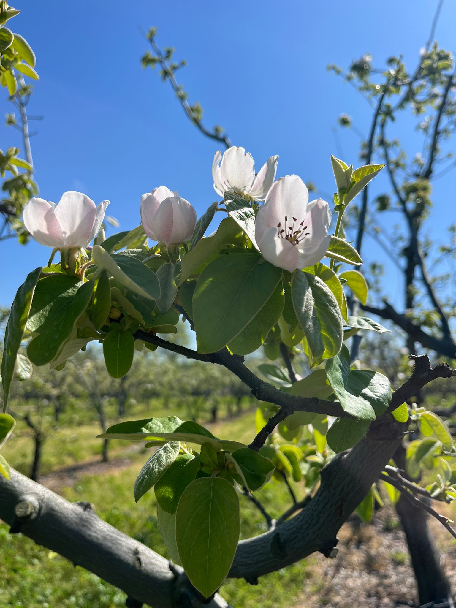 Ayva çiçek açtı yaz geliyor
