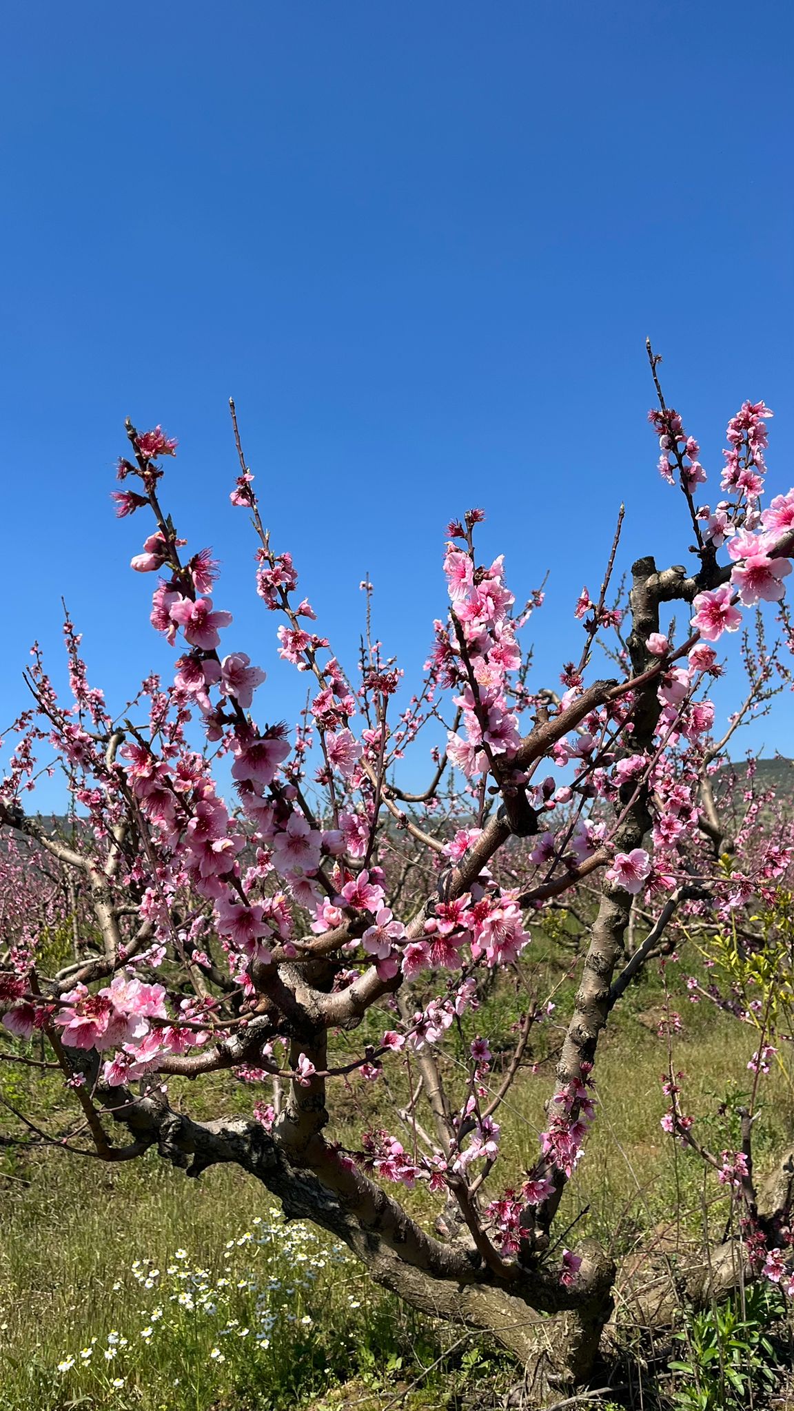 Erkenci şeftaliler çiçek taç yapraklarını döktü, geçci çeşitler ise hâlâ çiçekte.