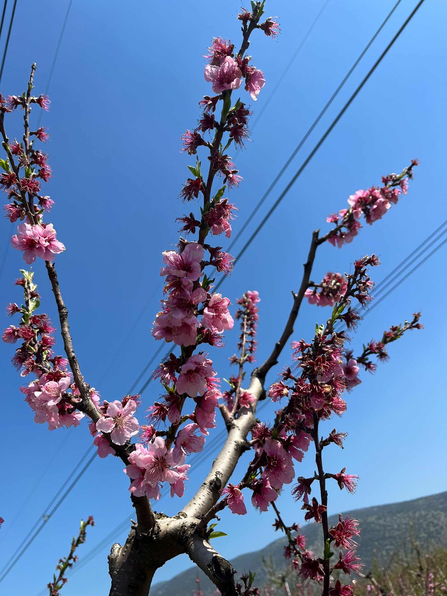 Erkenci şeftaliler çiçek taç yapraklarını döktü, geçci çeşitler ise hâlâ çiçekte.