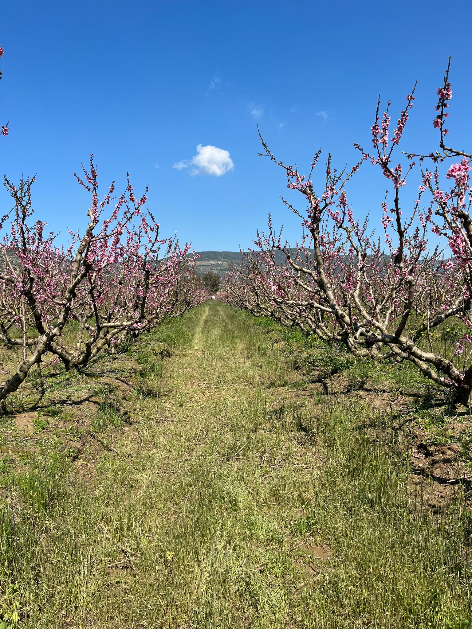 Erkenci şeftaliler çiçek taç yapraklarını döktü, geçci çeşitler ise hâlâ çiçekte.