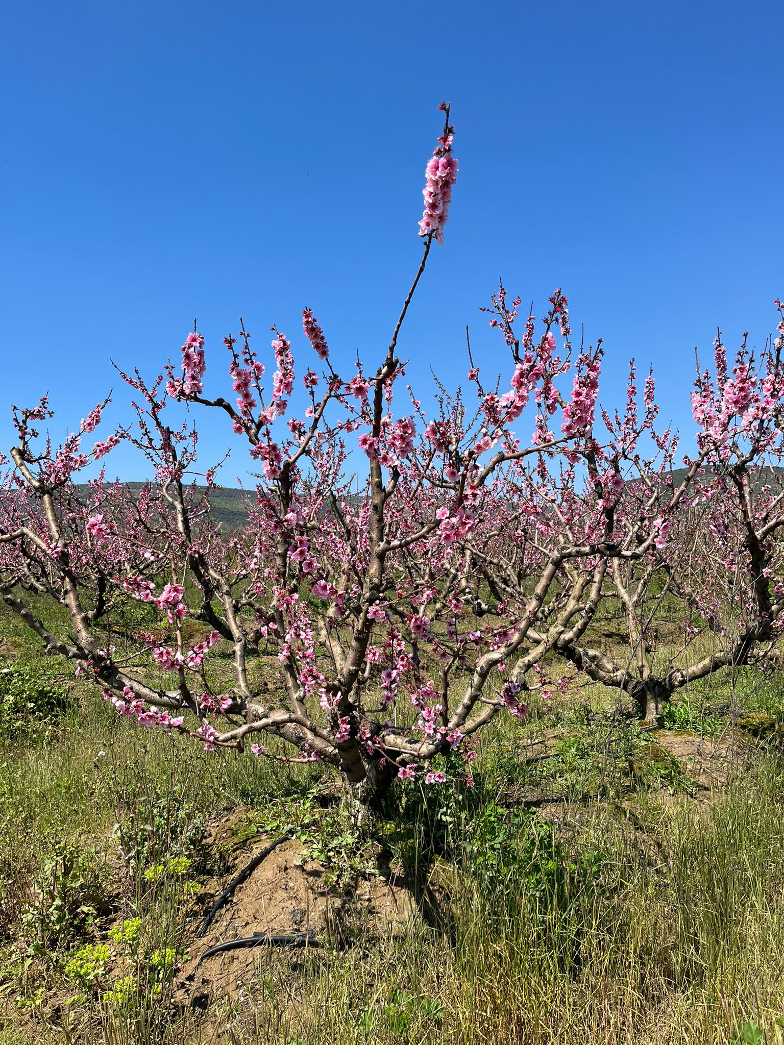 Erkenci şeftaliler çiçek taç yapraklarını döktü, geçci çeşitler ise hâlâ çiçekte.