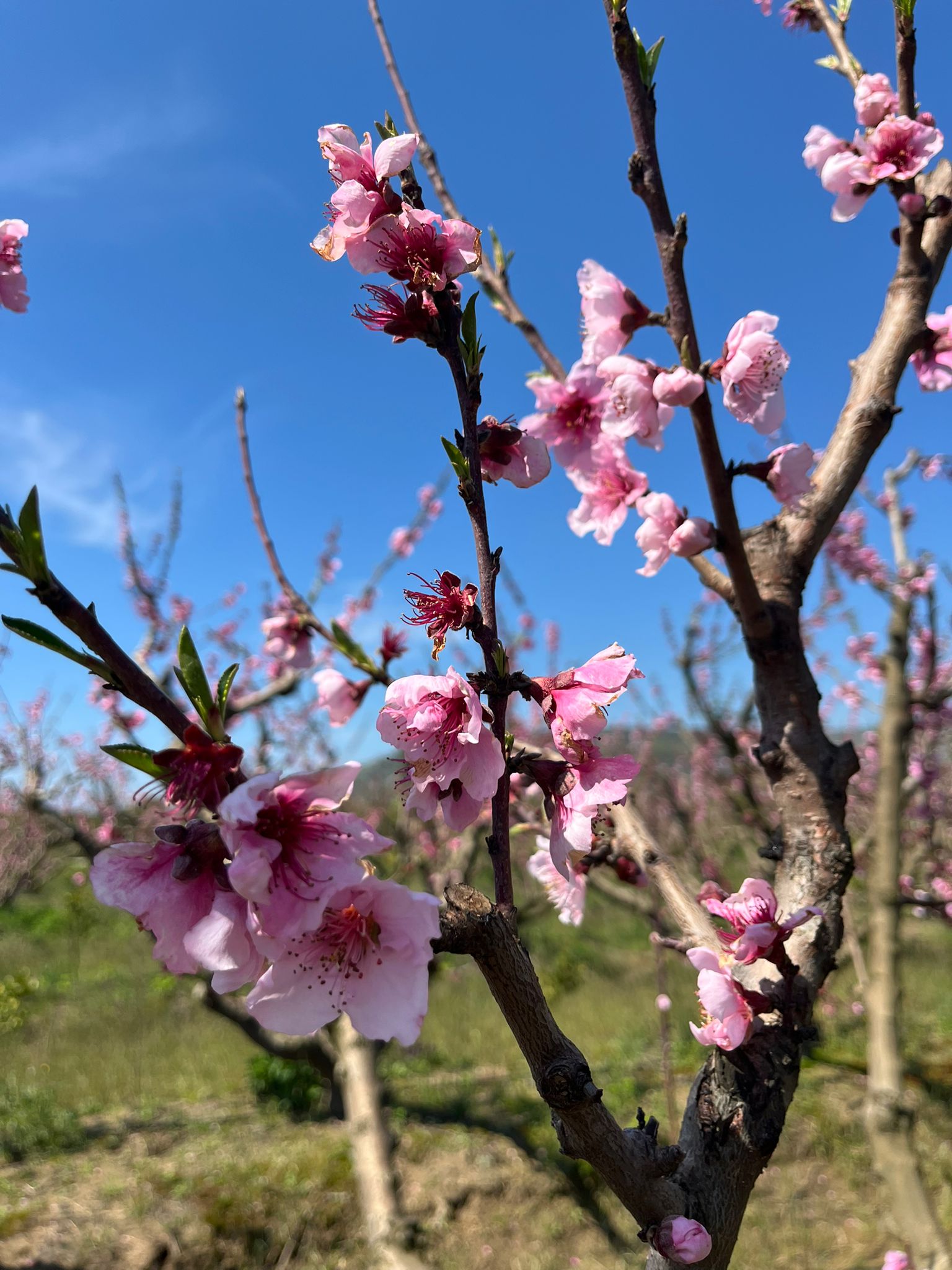 Erkenci şeftaliler çiçek taç yapraklarını döktü, geçci çeşitler ise hâlâ çiçekte.