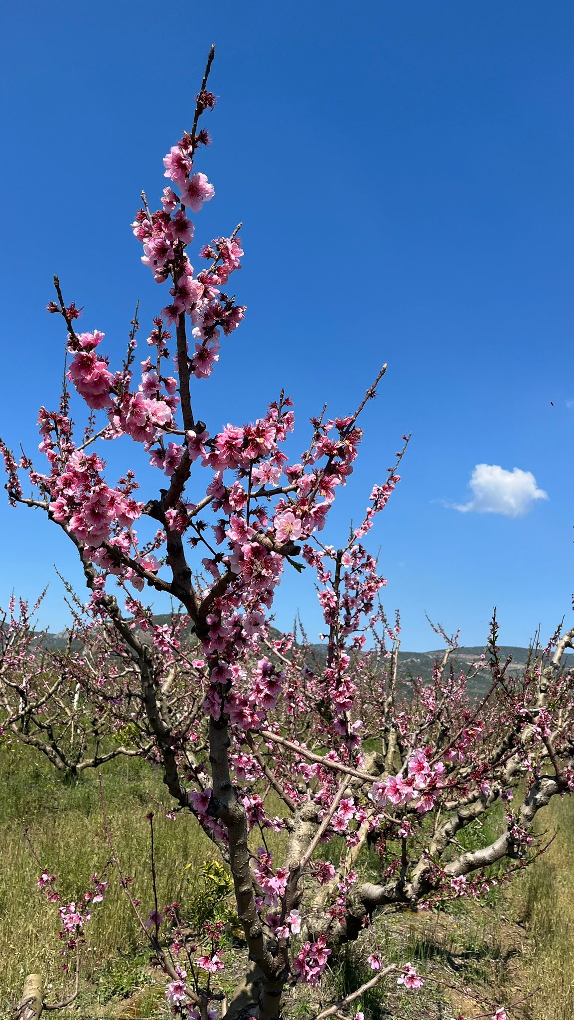 Erkenci şeftaliler çiçek taç yapraklarını döktü, geçci çeşitler ise hâlâ çiçekte.